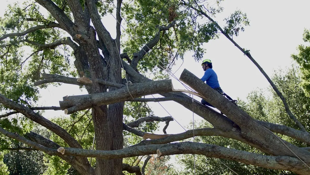 Professional Hazardous Tree Removal performed by certified arborists in Clayton