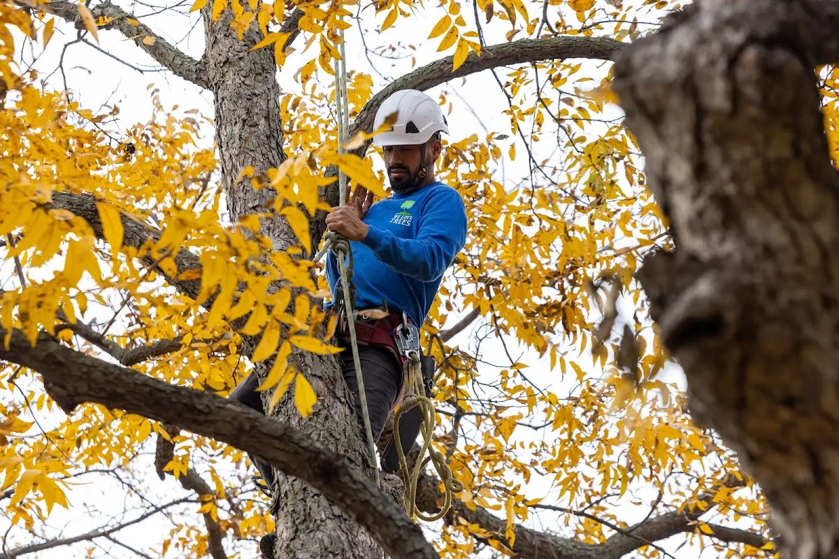 Skilled Tree Transplanting crew working in Clayton